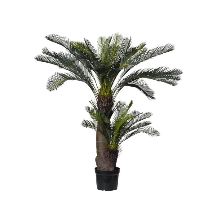 PIANTA CYCAS X2 150CM CON VASO